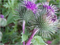 sha-arctium.jpg