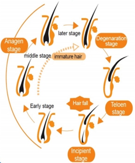 hair-cycle.jpg